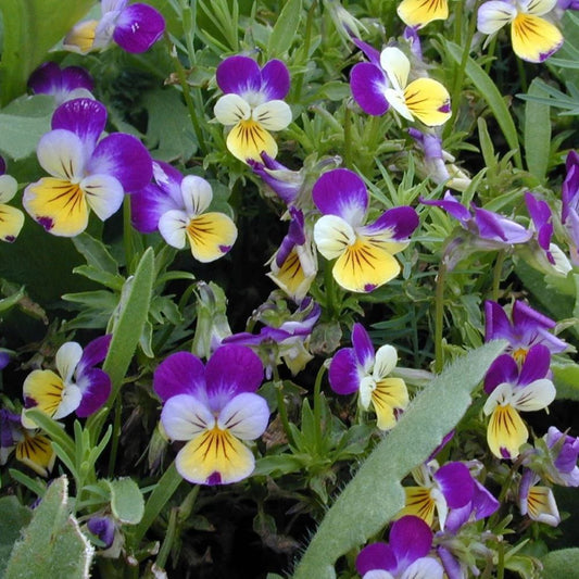 Viola - Johnny Jump Up