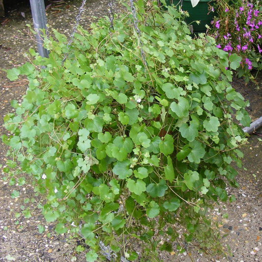 Kenilworth Ivy