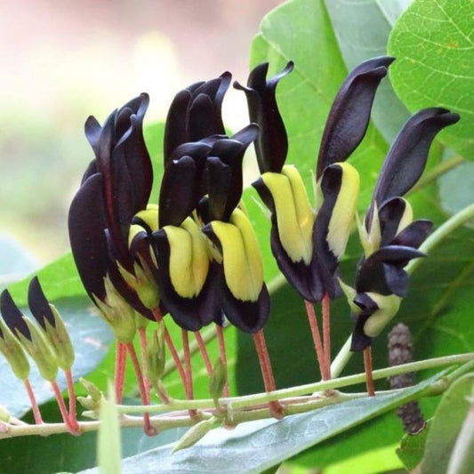 Black Coral Creeper
