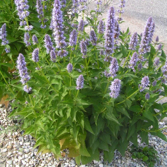 Korean Mint