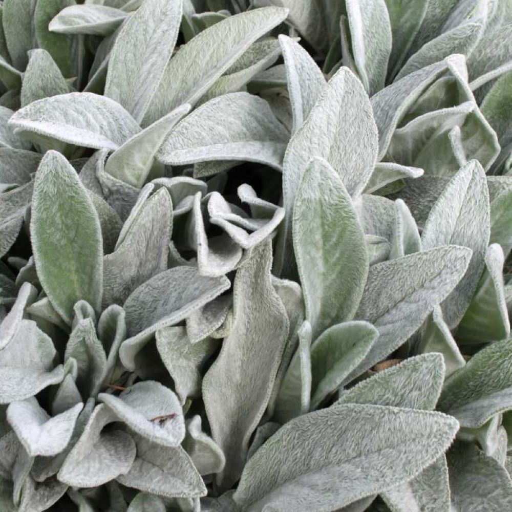 Lamb's Ear - Deep Rose