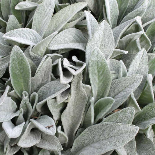 Lamb's Ear - Deep Rose