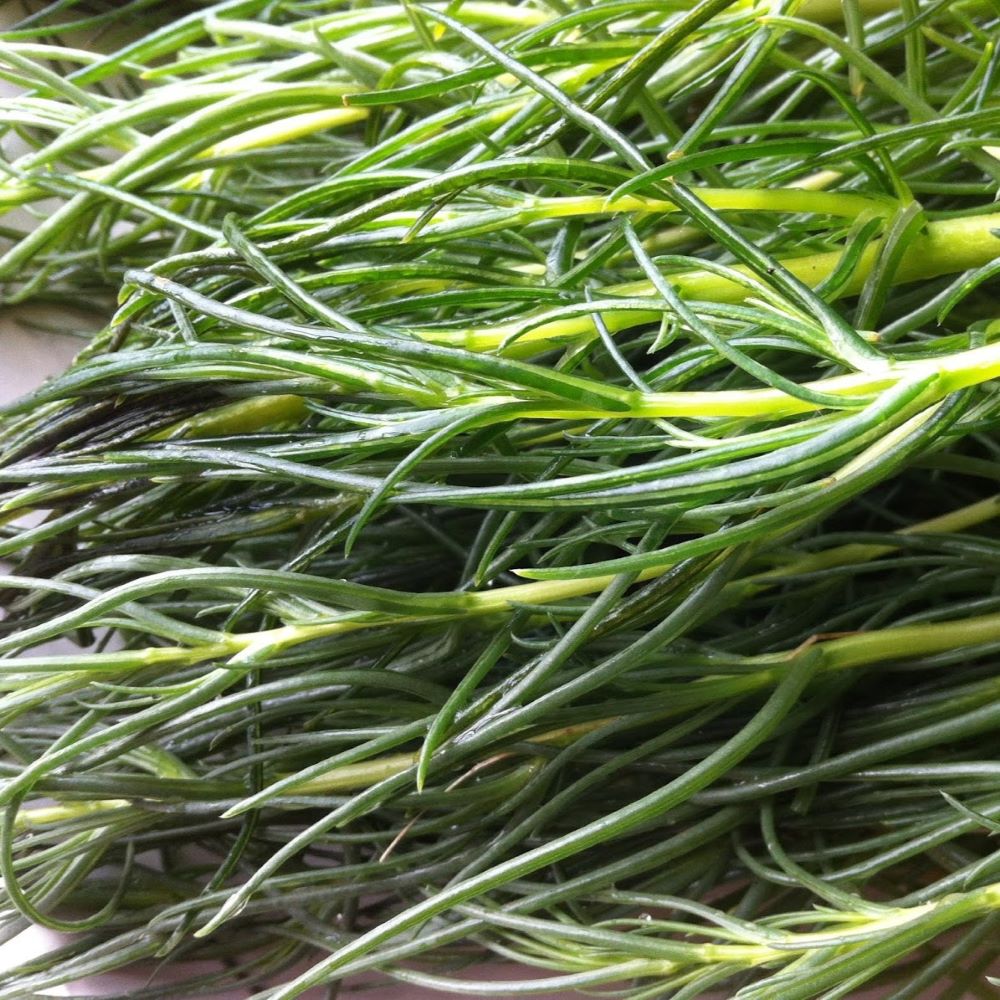 Land Seaweed