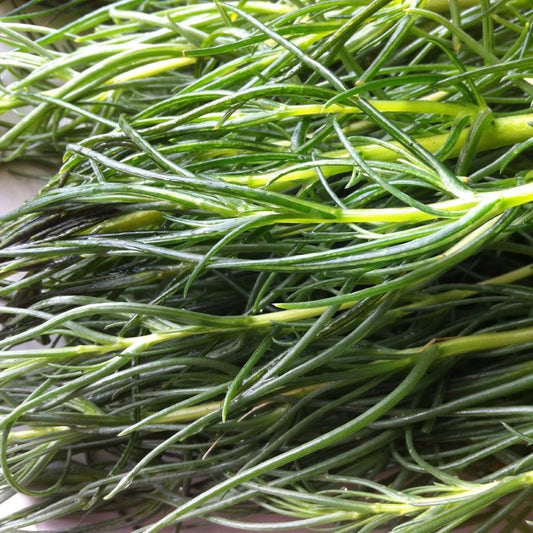 Land Seaweed