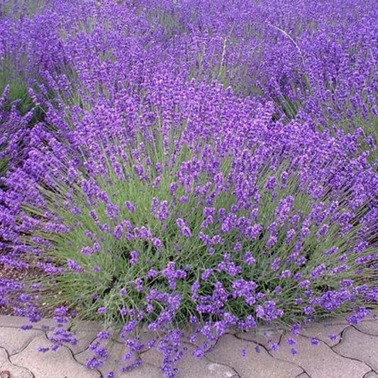 Lavender - True English