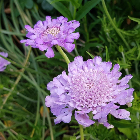 Pincushion Flower -  Lavender Blue