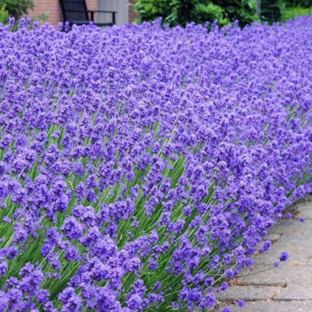 Lavender - Munstead