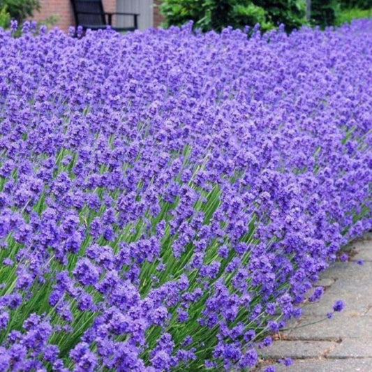 Lavender - Munstead