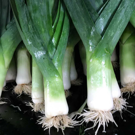 Leek - Carentan