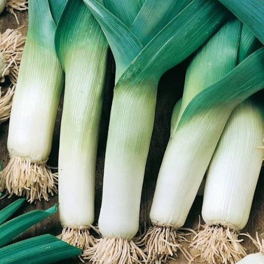 Leek - Elephant
