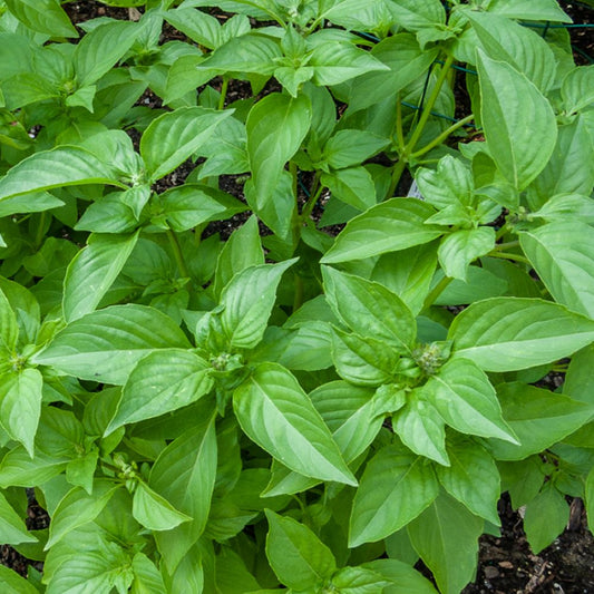 Basil - Lemon