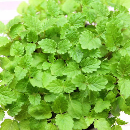 Lemon Balm