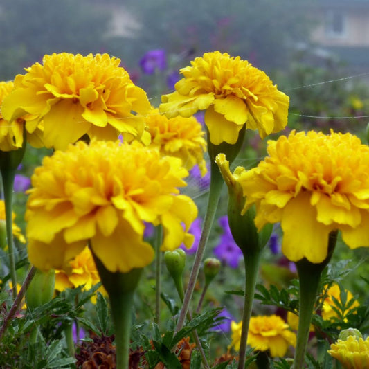 French Marigold - Lemon Drop