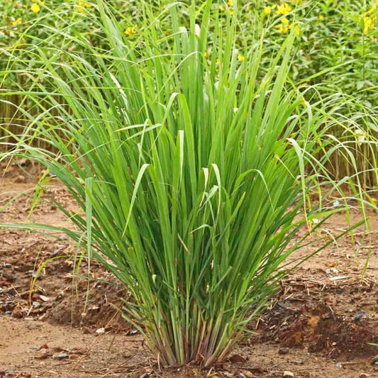 Lemongrass - East Indian