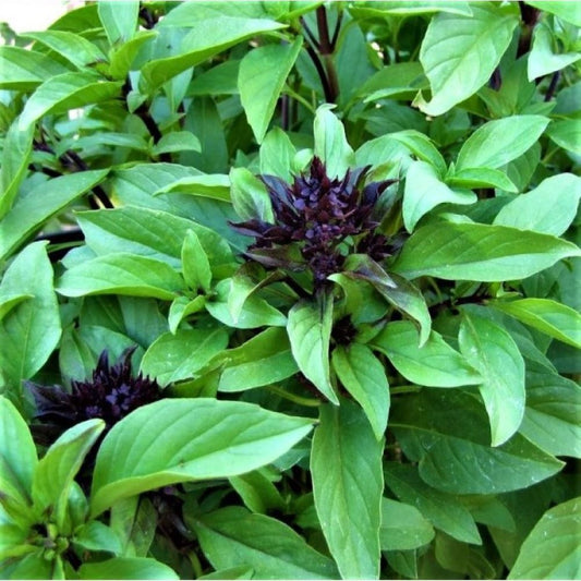 Basil - Liquorice