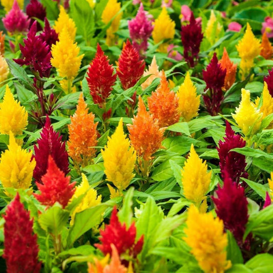 Celosia - Lilliput Kewpie Mix