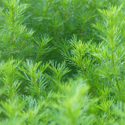 Liquorice Herb