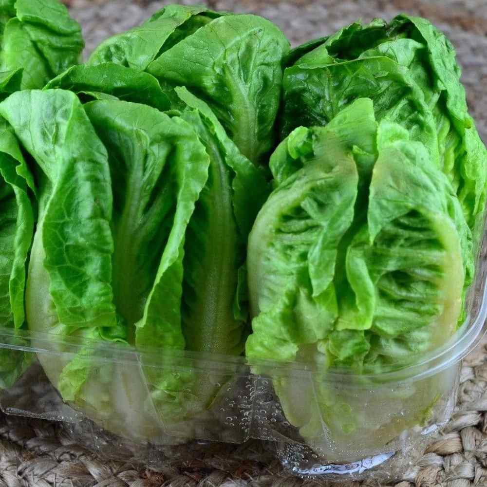 Lettuce - Little Gem
