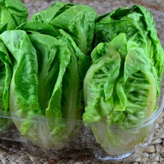 Lettuce - Little Gem