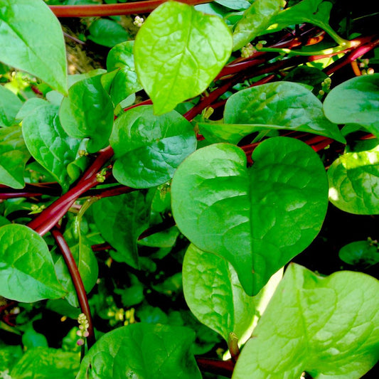 Malabar Spinach Red