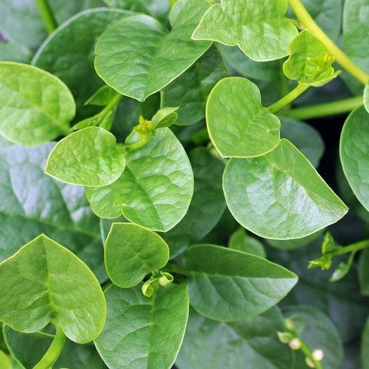 Malabar Spinach - Green