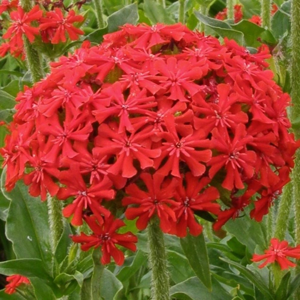 Maltese Cross