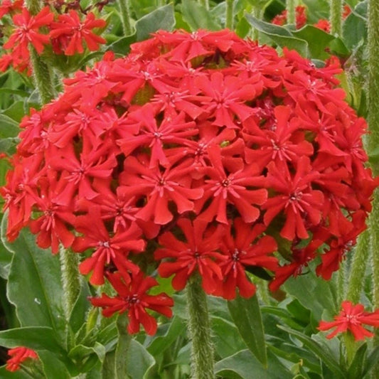 Maltese Cross