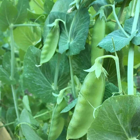 Snow Pea - Mammoth Melting
