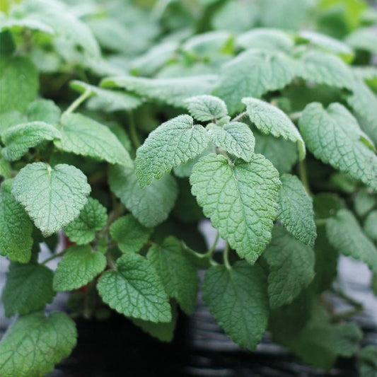 Mandarina Balm