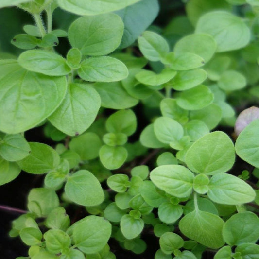 Sweet Marjoram x 40
