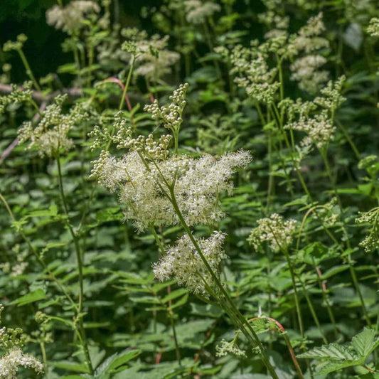 Meadowsweet