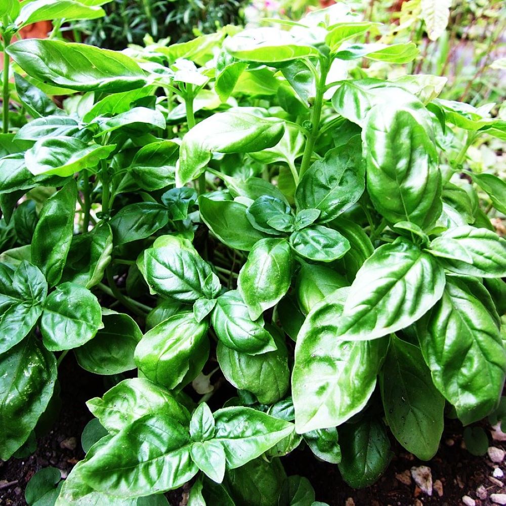 Basil - Medinette