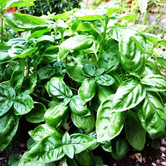 Basil - Medinette