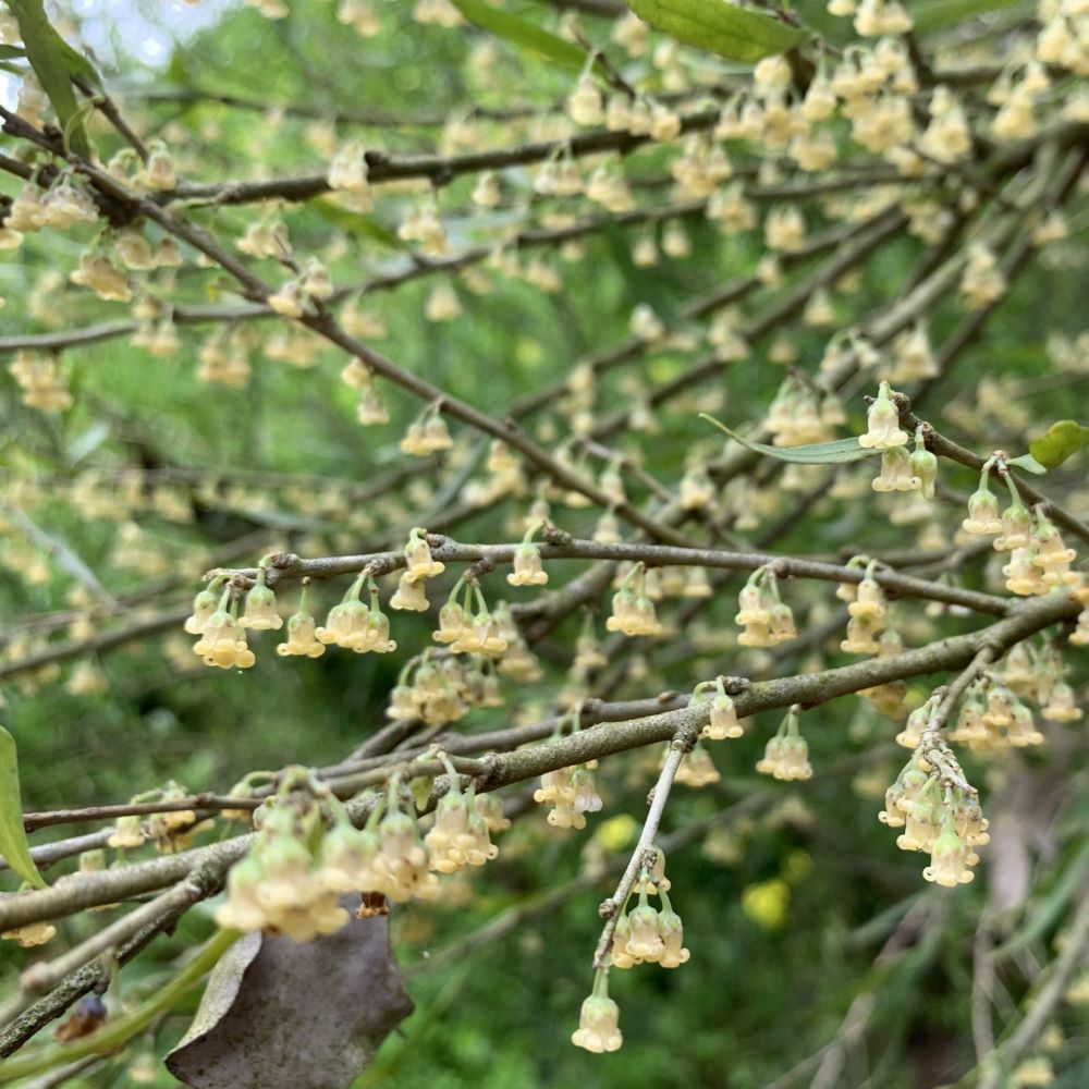 Tree Violet – SJ Plants