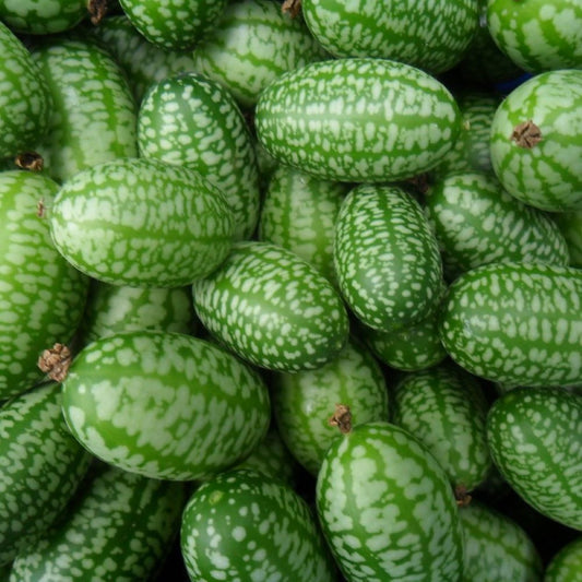 Cucamelon