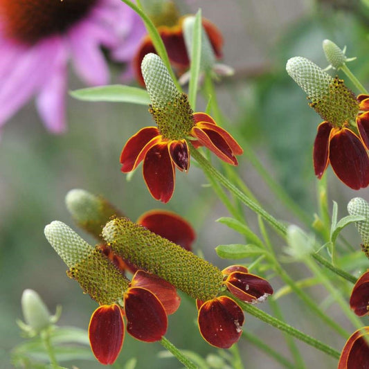 Mexican Hat Flower
