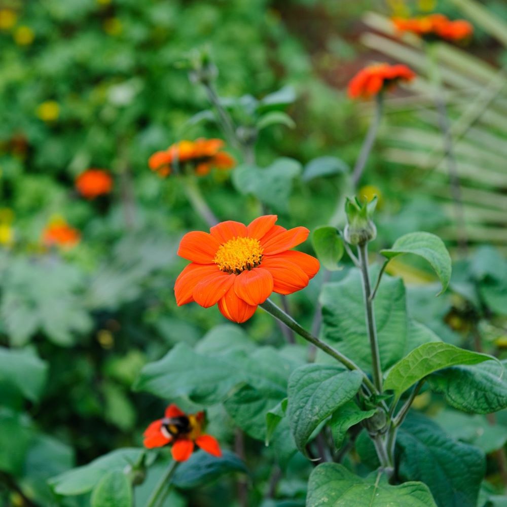 Mexican Sunflower