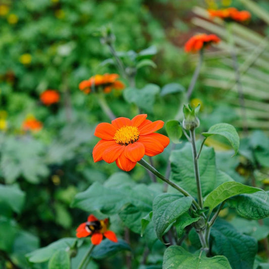 Mexican Sunflower