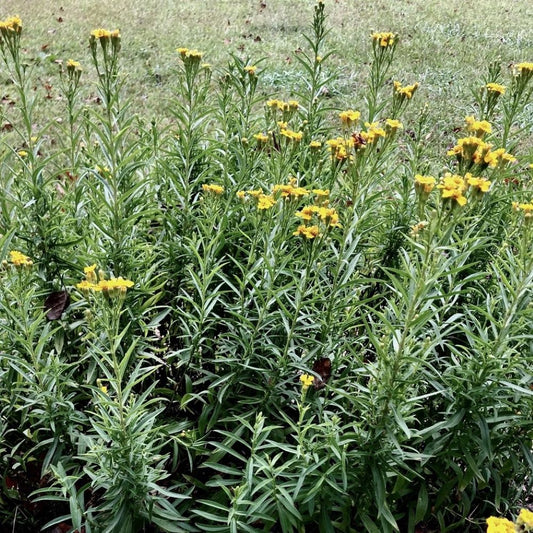 Mexican Tarragon