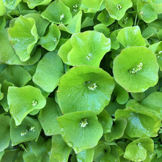 Miners Lettuce