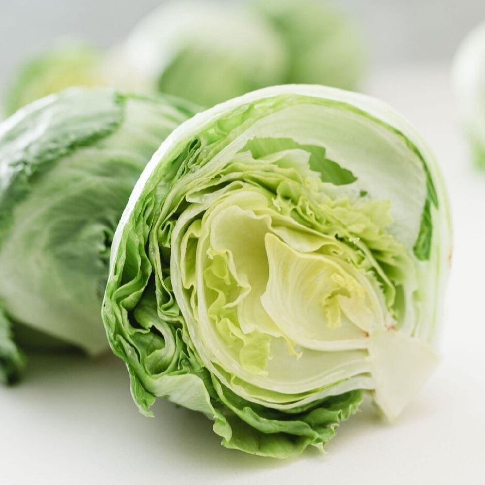 Lettuce - Mini Iceberg – SJ Plants