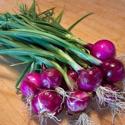Onion - Mini Purplette