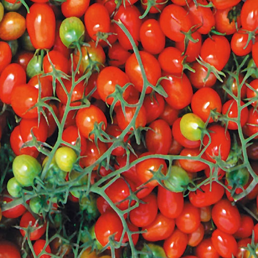 Tomato - Mini Roma