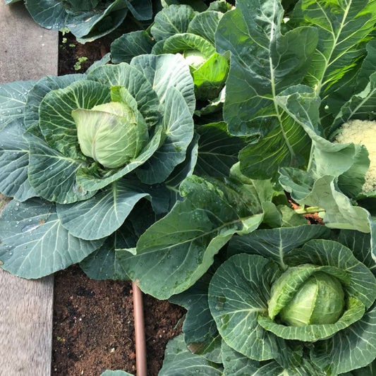 Cabbage - Mini White