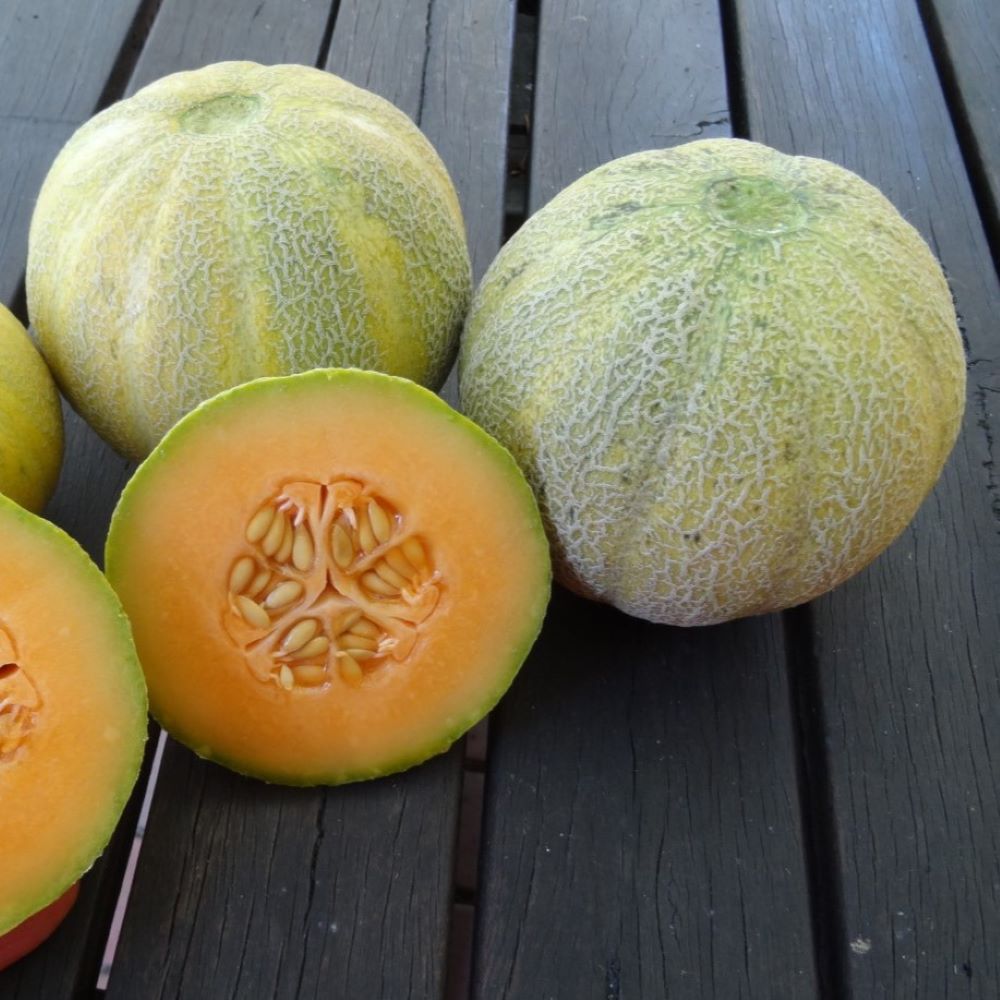 Rockmelon - Minnesota Midget – SJ Plants
