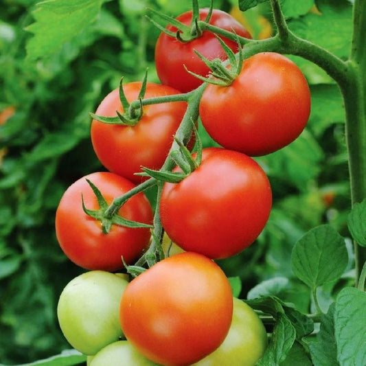 Tomato - Money Maker