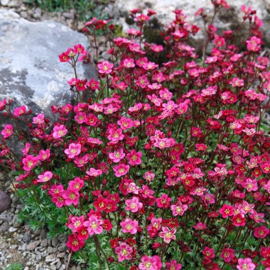 Mossy Saxifraga - Floral Carpet
