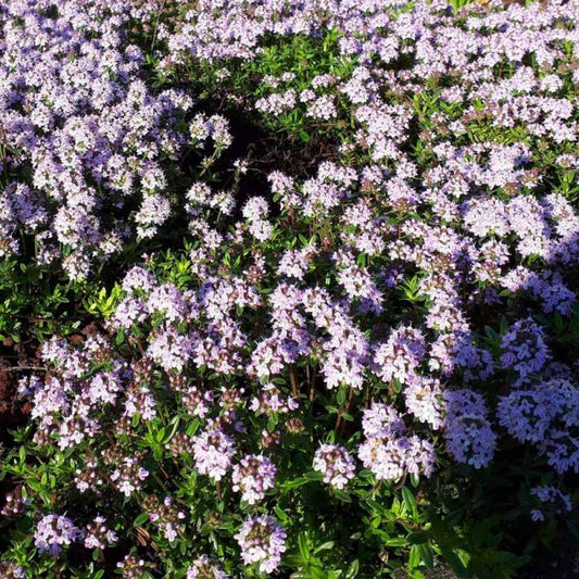 Mountain Mint