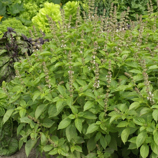 Basil - Mrs Burns Lemon