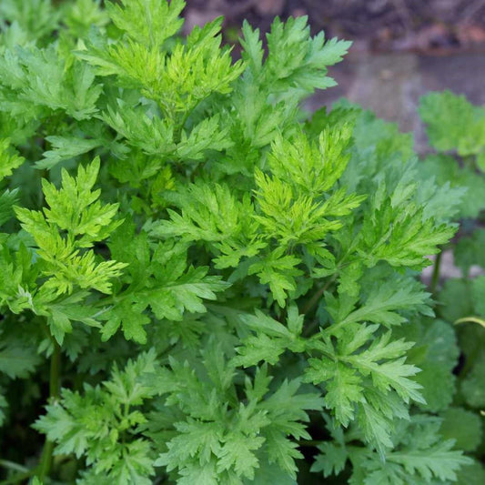 Mugwort